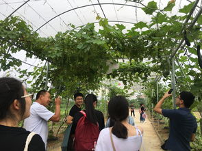 深化專(zhuān)業(yè)認(rèn)知，筑牢安全基石——記四年制高職本科食品質(zhì)量與安全專(zhuān)業(yè)農(nóng)產(chǎn)品安全生產(chǎn)認(rèn)知實(shí)習(xí)