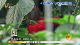 智能農(nóng)業(yè)新篇章 夫妻攜手，手機(jī)遠(yuǎn)程掌控三座蔬菜大棚