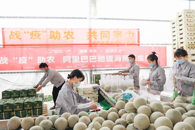 愛(ài)心助農(nóng)打通產(chǎn)銷(xiāo)路，阿里巴巴“搶收”滯銷(xiāo)農(nóng)產(chǎn)品直供北上廣